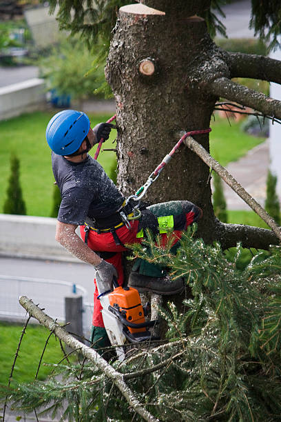 Best Root Management and Removal  in Camanche, IA