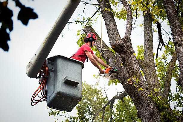 Best Leaf Removal  in Camanche, IA