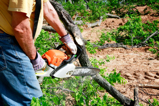 Best Tree Trimming and Pruning  in Camanche, IA